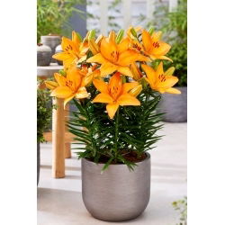 Nízké lilie - Lava Joy - Lilium - cibulka