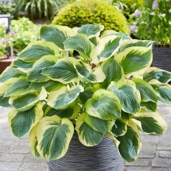 Hosta - Orion's Belt - Rizoma