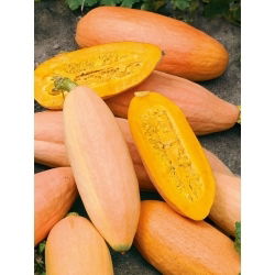 Sütőtök - Pink Banana Jumbo - Lenyűgöző méret, édes banános íz - Friss vetőmagok