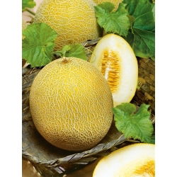 Pepene galben - Oranje Ananas - Aromă dulce, pulpă suculentă - Semințe proaspete