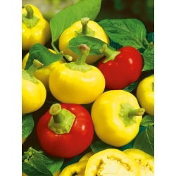 Paprika pálivá - Alma Picante - Nejostřejší, intenzivní aroma - Čerstvá semena