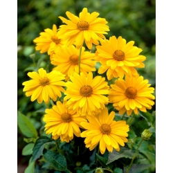 Slnečníčka drsná - Heliopsis helianthoides - Voľnokorenná sadenica