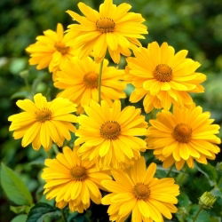 Slnečníčka drsná - Heliopsis helianthoides - Voľnokorenná sadenica