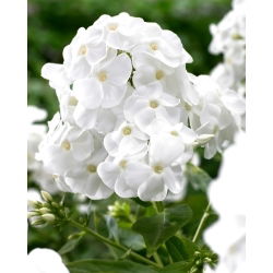 Høstfloks - Rembrandt - Phlox - Barrodsstauder