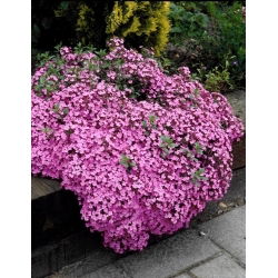 Sapunarka puzava - Saponaria ocymoides - rizom