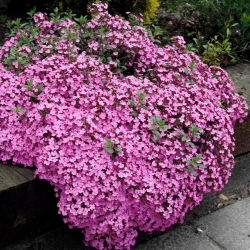 Sapunarka puzava - Saponaria ocymoides - rizom