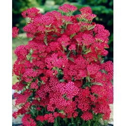 Stolisnik - Summerwine - Achillea - rizom