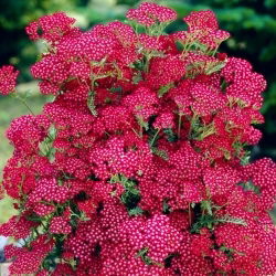 Stolisnik - Summerwine - Achillea - rizom