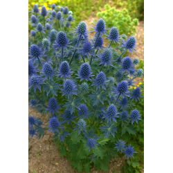 Eryngium Planum