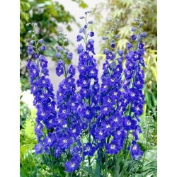 Stračka - Blauw - Delphinium - kořenová sazenice