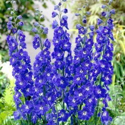 Stračka - Blauw - Delphinium - kořenová sazenice