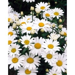 Margaréta biela - Alaska - Leucanthemum - Voľnokorenná sadenica