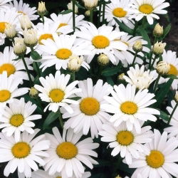 Margaréta biela - Alaska - Leucanthemum - Voľnokorenná sadenica