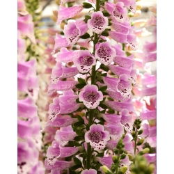Fingerborgsblomma - Dottie Rose - Digitalis - Barrot