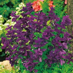 Sauge Hormin - Bleu - Salvia horminum - Idéale pour bordures ensoleillées et pots - Graines fraîches