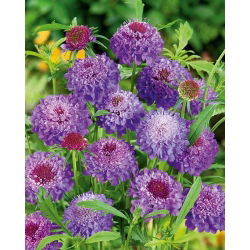 Scabieuse Pourpre - Violet - Scabiosa atropurpurea - Idéale en bouquets frais ou secs - Graines fraîches