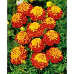 Œillet d'Inde - Panther - Tagetes patula - Floraison luxueuse acajou et or - Graines fraîches