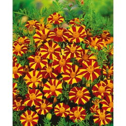 French Marigold - Court Jester - Tagetes patula - Flowers Non-Stop from June to October - Fresh Seeds