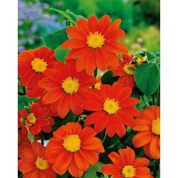 Girasol Mexicano - Red Torch - Tithonia rotundifolia - Alta y elegante, hasta 100 cm, perfecta para bordes traseros - Semillas frescas