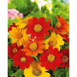 Mexican Sunflower - Mixed - Tithonia rotundifolia - Bold Orange, Red & Yellow Blooms - Fresh Seeds