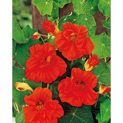 Nasturtium - Scarlet Gleam - Tropaeolum majus - 150cm Trailing Growth - Perfect for Fences, Pergolas & Containers - Fresh Seeds