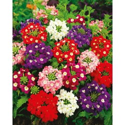 Garden Verbena - Sparkle - Verbena hybrida - Cascading Beauty for Planters, Pots & Hanging Baskets - Fresh Seeds