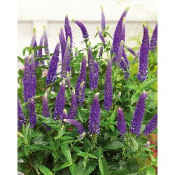 Garden Speedwell - Lavender Blue - Veronica longifolia - Stately Lavender-Blue Flower Spikes - A Magnet for Bees & Butterflies - Fresh Seeds