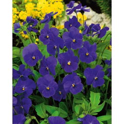 Viola - Admiration - Viola cornuta - Miniature Elegance - Profusion of Violet-Blue Blooms - Fresh Seeds