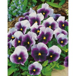 Pansy - Super Beaconsfield - Viola ×wittrockiana - Extra-Large Flowers - Maximum Visual Impact - Fresh Seeds