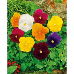 Pensée - Clear Crystals - Mélange - Viola ×wittrockiana - Parfaites pour bordures, pots et jardinières - Graines fraîches