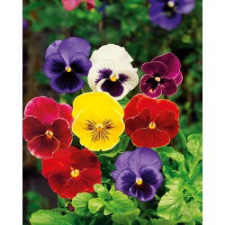 Pansy - Hiemalis - Viola ×wittrockiana - Blooms in Frost - Colourful Joy from the Heart of Winter - Fresh Seeds
