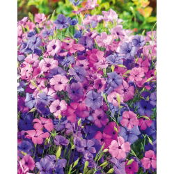 Silène rose-du-ciel - Mélange de roses, violets et blancs doux - Graines fraîches