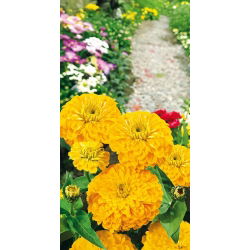 Zinnia fior di Dalia - Golden State - Zinnia elegans - Perfetto per recidere - mantiene freschezza nei vasi - Semi Freschi