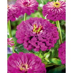 Zinnia Dahlia Flowered - Purple Prince - Zinnia elegans - Royal Purple Blooms That Dazzle All Summer Long - Fresh Seeds