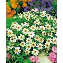 Mexican Zinnia - White - Zinnia haageana - Elegant White Carpet Blooms - Pure Garden Sophistication - Fresh Seeds