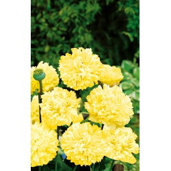 Papavero Fior di Peonia - Giallo - Papaver paeoniflorum - Ideale per bordure soleggiate e prati fioriti - Semi Freschi