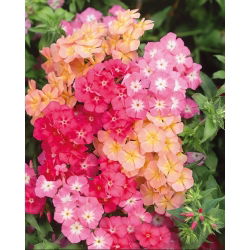 Drummond's Phlox - Cecily - Pastel Mixed - Phlox drummondii - Whimsical Pastel Blooms for Romantic Garden Borders - Fresh Seeds
