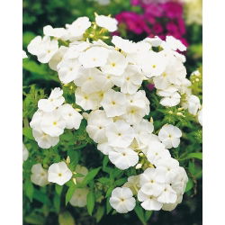 Drummond's Phlox - White - Phlox drummondii - Excellent cut flower - ideal for summer bouquets - Fresh Seeds