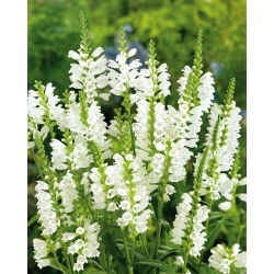Obedient Plant - White - Physostegia virginiana - Ideal for Romantic, Wildlife-Friendly Landscapes - Fresh Seeds