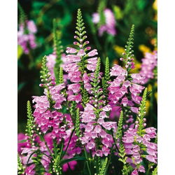 Obedient Plant - Pink - Physostegia virginiana - Stunning Summer Garden Attraction - Fresh Seeds