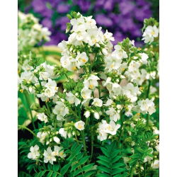 Jacob's Ladder - White - Polemonium caeruleum - Enchanting Snow-White Blooms for Stunning Garden Elegance - Fresh Seeds