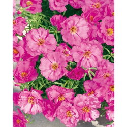 Moss Rose - Double flowered - Pink - Portulaca grandiflora - Perfect for Edging, Pots & Rockeries - Fresh Seeds
