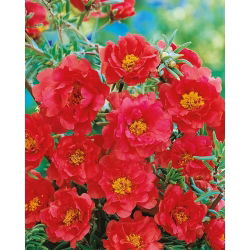 Moss Rose - Double flowered - Red - Portulaca grandiflora - Brilliant Colour All Summer Long - Fresh Seeds