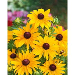 Rudbeckia - My Joy - Rudbeckia hirta - Golden-Yellow Petals with Dark Eyes - Fresh Seeds