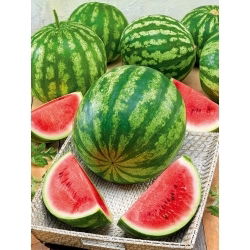 Melancia - Crimson Giant F1 - Mordida doce e refrescante - Sementes frescas