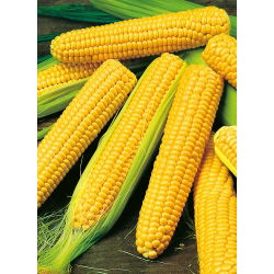 BIO Maíz dulce - Golden Bantam - Variedad tradicional con sabor dulce y mantecoso - Semillas frescas