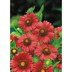 Gaillardia aristata - Burgundy - Gaillardia aristata - Most luxurious burgundy petals - Fresh Seeds