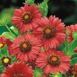 Gaillardia aristata - Burgundy - Gaillardia aristata - Most luxurious burgundy petals - Fresh Seeds