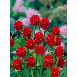 Gomphrena haageana - Strawberry Fields - Gomphrena haageana - Rosso intenso, fioritura prolungata - Semi Freschi