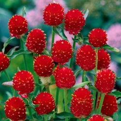 Gomphrena haageana - Strawberry Fields - Gomphrena haageana - Rosso intenso, fioritura prolungata - Semi Freschi